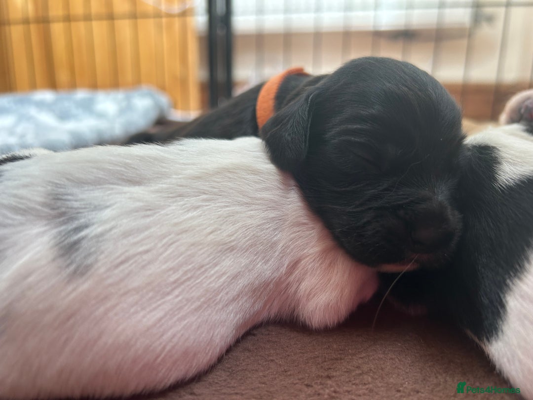 Sprocker dogs for sale: Sprocker Spaniel Puppies 🐶 - Image 6