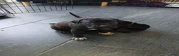 Cane Corso dogs for sale: Corso Mastiff Puppies  - Advert 8