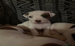 Jack Russell dogs for sale: Beautiful, big and healthy jack Russell pups - Image 21