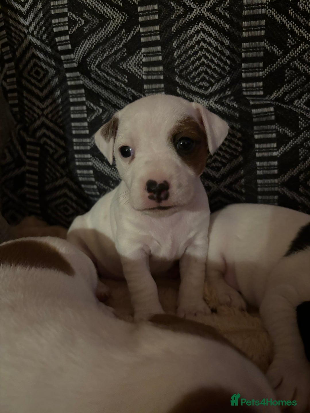 Jack Russell dogs for sale: Beautiful, big and healthy jack Russell pups - Image 21