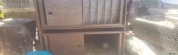 Mixed Breed birds for sale: 2 male Coturnix quails  in Telford - Advert 5