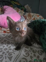 Siamese cats - Advert 4