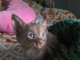 Siamese cats - Advert 1