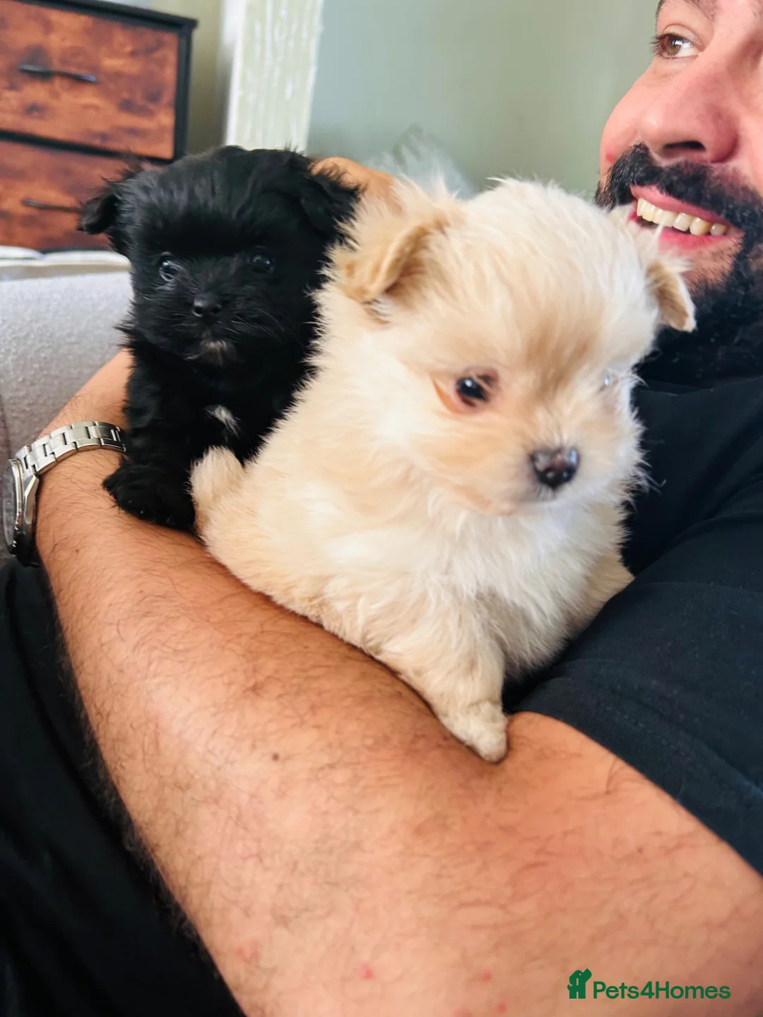 Maltipom dogs for sale: Pomeranian/maltese  - Advert 2