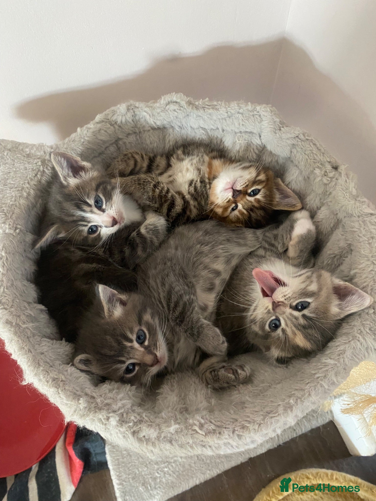 Ragdoll cats Ragdoll mixed breed kittens for sale - Advert 1