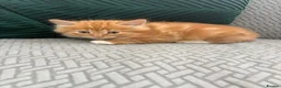 Mixed Breed cats for sale: fluffy kittens looking for their forever home  - Advert 9
