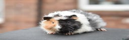 Guinea Pig rodents for sale: Baby Guinea Pigs Looking For New Home (All Males) - Advert 7
