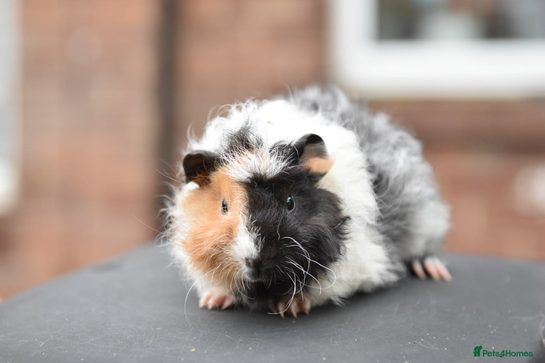Guinea Pig rodents for sale: Baby Guinea Pigs Looking For New Home (All Males) - Advert 7