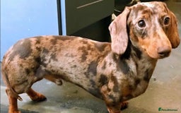 Miniature Dachshund dogs for sale: Beautiful KC Reg Smooth Haired Miniature Dachshund - Image 9