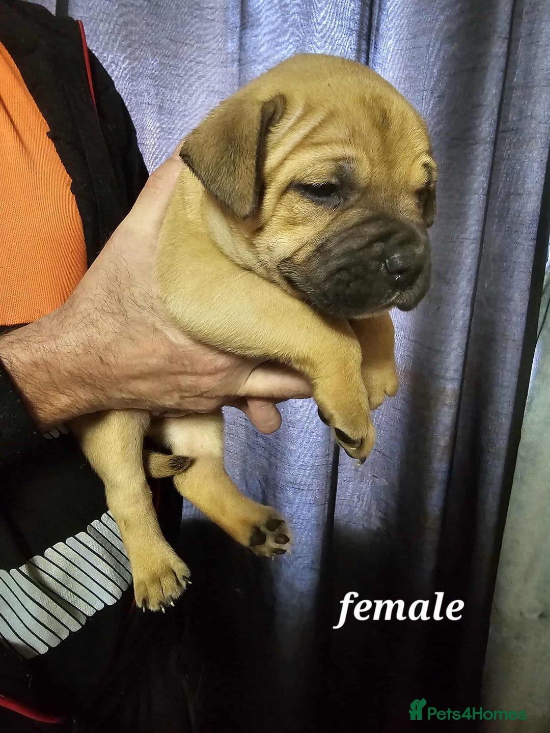 Mixed Breed dogs for sale: American bulldog x Staffordshire terrier puppies  - Image 5