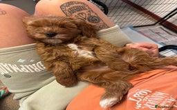 Cavapoo dogs for sale: Mr cavapoo F1B  - Image 12