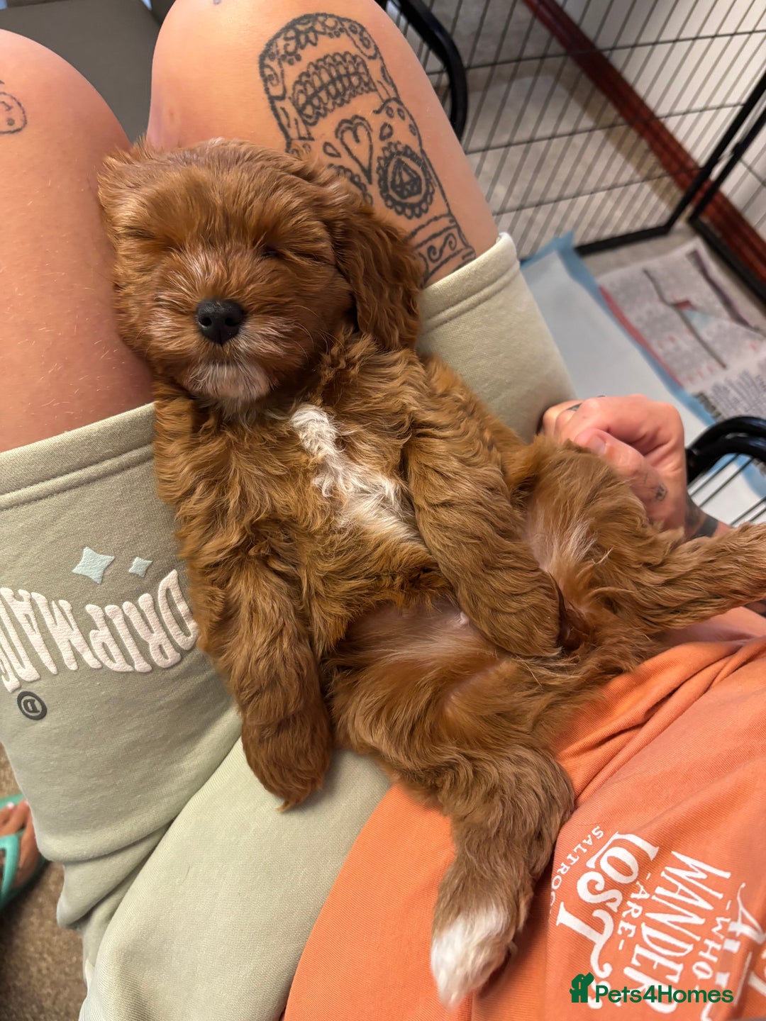 Cavapoo dogs for sale: Mr cavapoo F1B  - Image 12