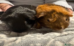 Guinea Pig rodents for sale: Shadow & Bear - Loving Guinea Pig Brothers - Image 7