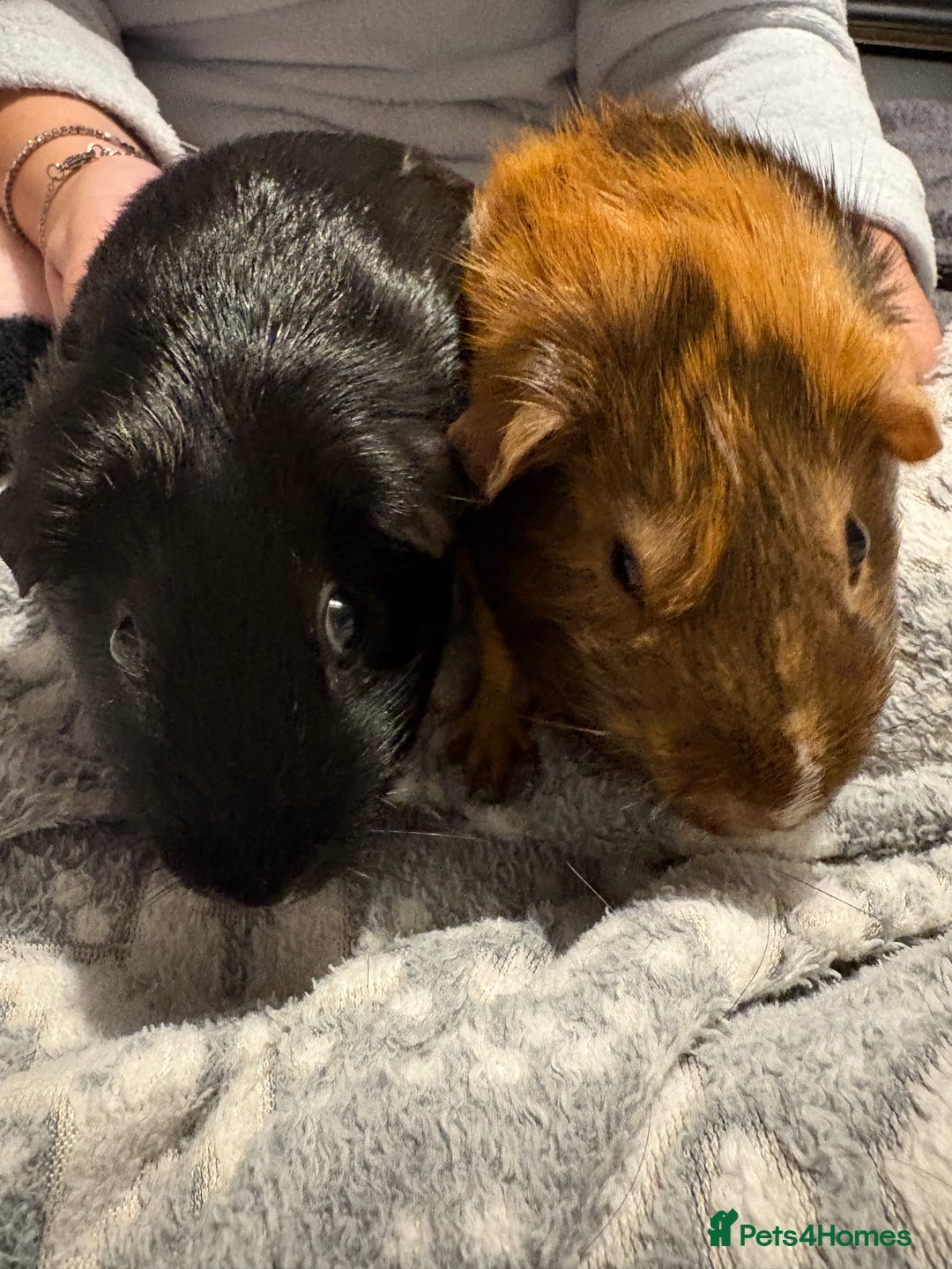 Guinea Pig rodents for sale: Shadow & Bear - Loving Guinea Pig Brothers - Image 7