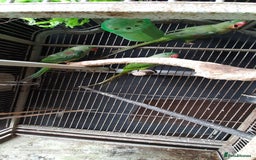 Parrots birds for sale: Alexandrine baby lovely Birds for king  - Image 1