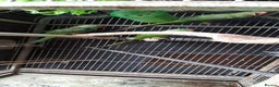 Parrots birds for sale: Alexandrine baby lovely Birds for king gifts  - Advert 4