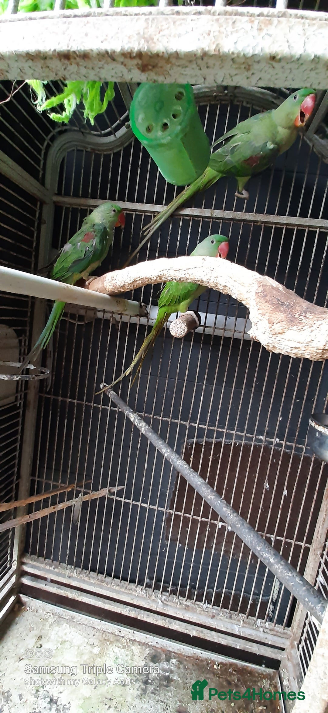 Parrots birds for sale: Alexandrine baby lovely Birds for king  - Image 1