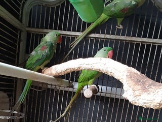 Parrots birds for sale - Advert 1