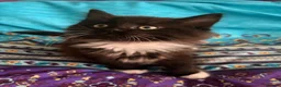 Mixed Breed cats for sale: Beautiful baby girl kitten in Maybole - Advert 3
