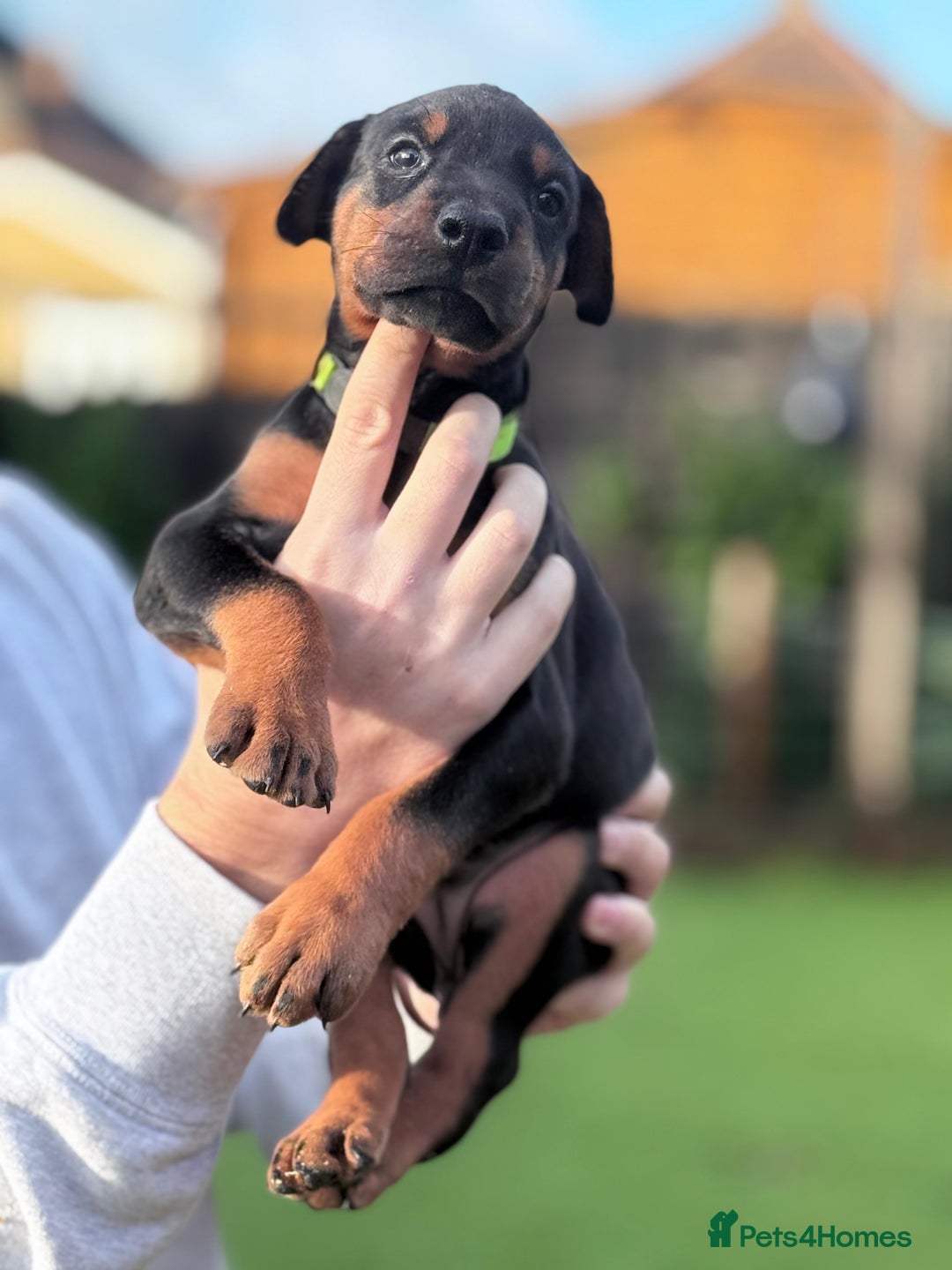 Dobermann dogs for sale: 🐾 Dobermann puppies/KC reg🐾 Top Pedigree - Advert 17