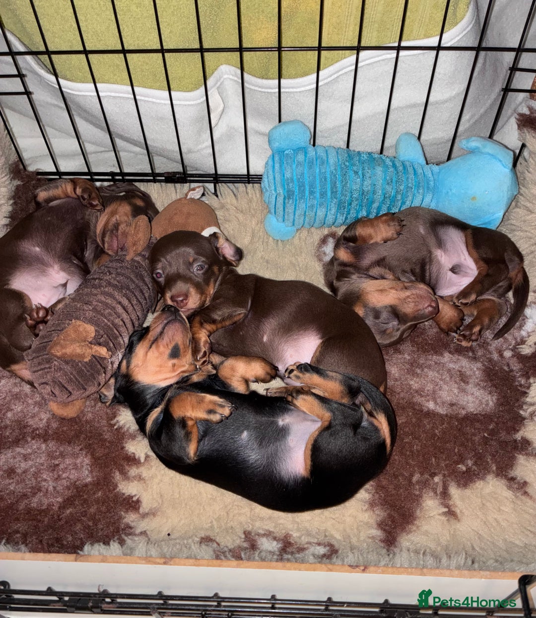 Miniature Dachshund dogs for sale: KC Miniature Dachshund puppies - Advert 5