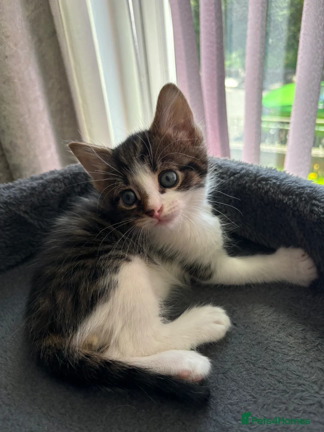 Mixed Breed cats for sale: 2 beautiful kittens for sale leave this weekend  - Advert 2