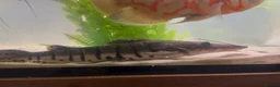 Catfish fish for sale: Tiger shovelnose catfish  in Sudbury - Advert 5