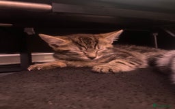 European cats for sale: 4 Cute & Cuddly Kittens Ready For Forever Home - Image 16