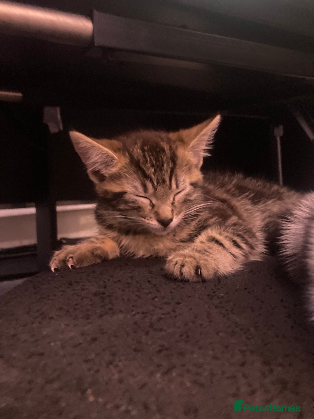 European cats for sale: 4 Cute & Cuddly Kittens Ready For Forever Home - Image 16