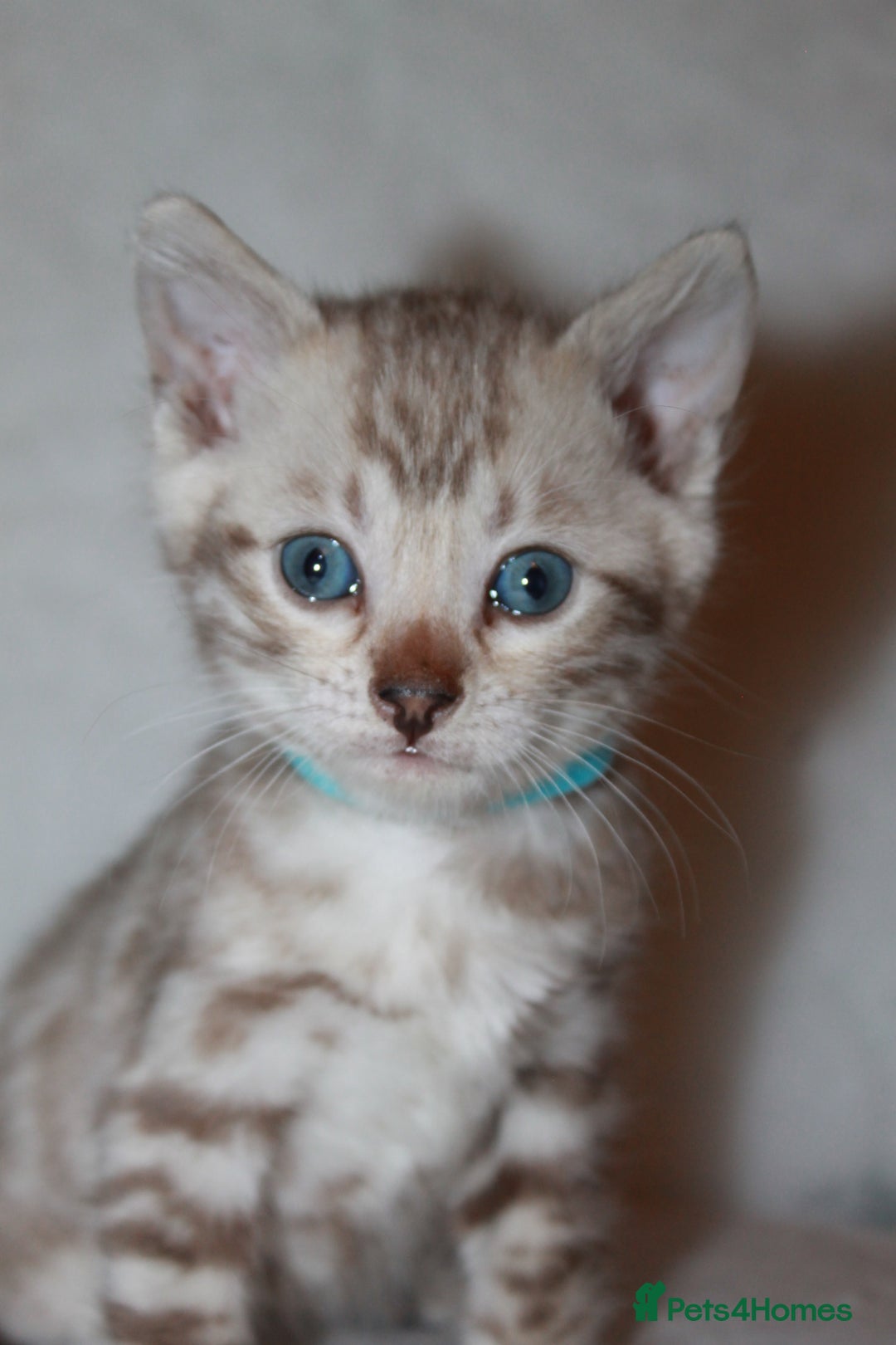 Bengal cats for sale: Pedigree TICA Bengal Kittens - Ready 07/01/26 - Advert 27