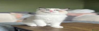 Ragdoll 2