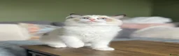 Ragdoll cats for sale: Cute chunky purring ragdoll girls - Advert 22