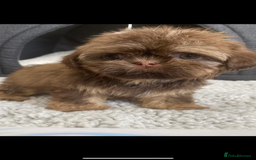 Shih Tzu dogs for sale: Shih tzu furbabies  - Image 5
