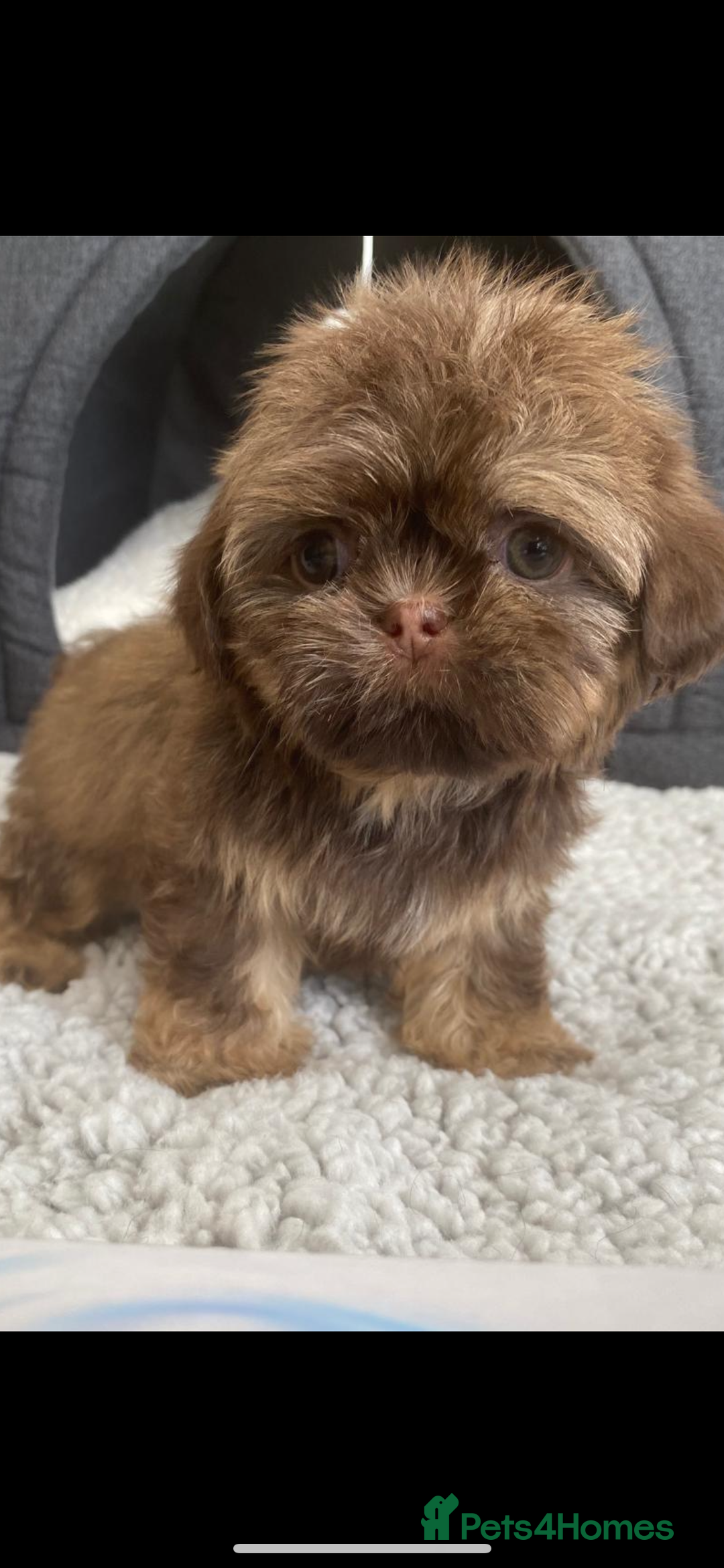 Shih Tzu dogs for sale: Shih tzu furbabies  - Image 5