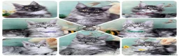 Maine Coon cats for sale: TICA registration Maine coon kittens Ready Now - Advert 1