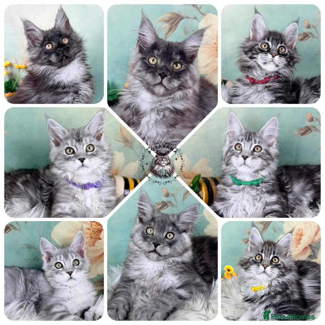 Maine Coon cats for sale: TICA registration Maine coon kittens Ready Now - Advert 1