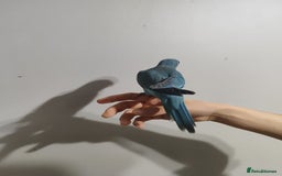 Parakeets birds for sale: Cute Quaker parrots hand reared male and female - Image 14