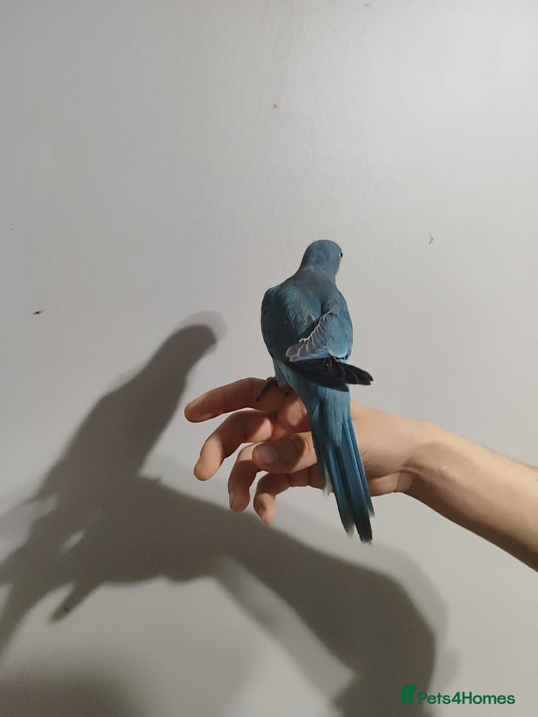 Parakeets birds for sale: Cute Quaker parrots hand reared male and female - Image 14