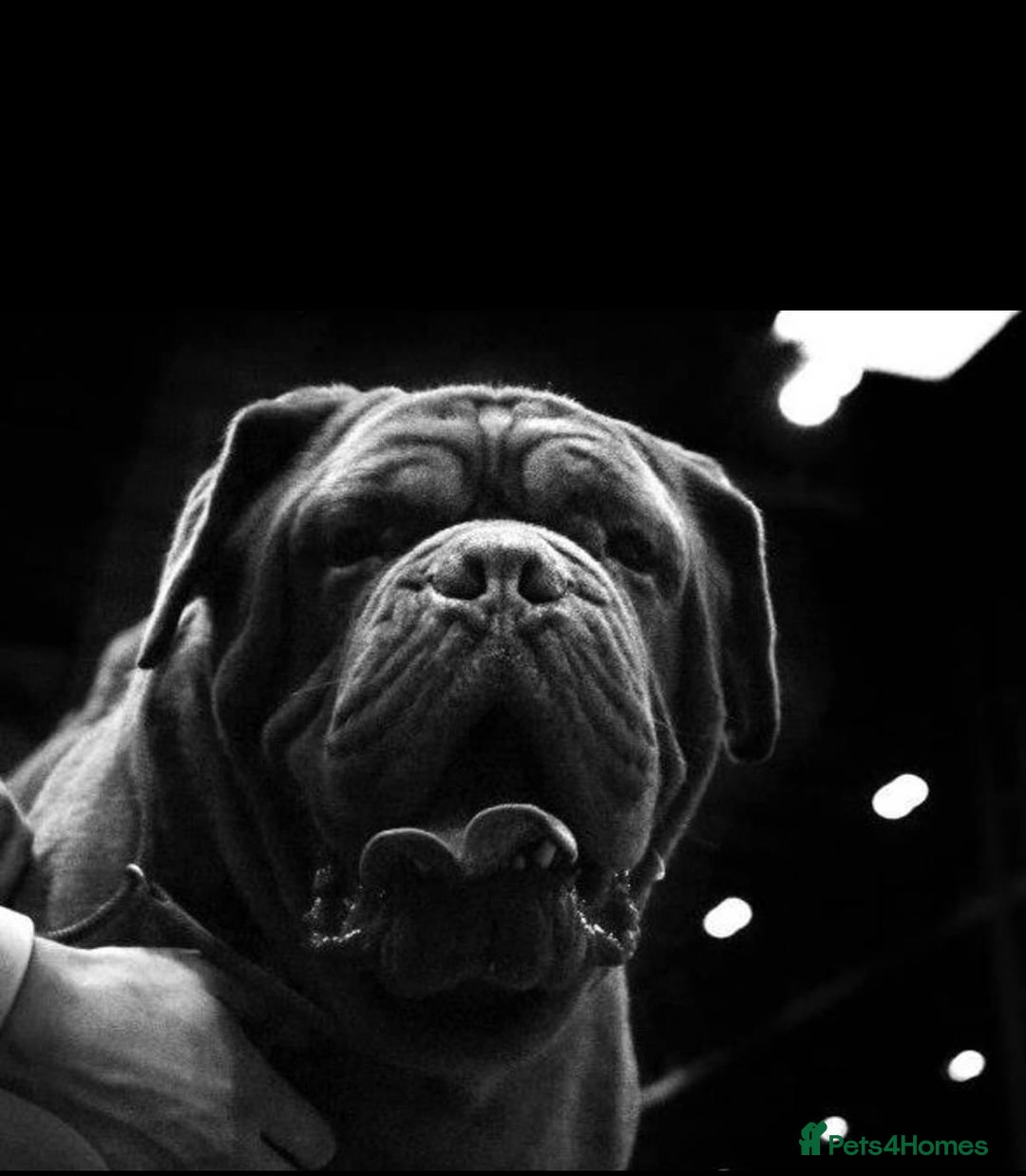 Dogue De Bordeaux dogs for stud: Orthrusslair Sidney is here and PROVEN in Chester - Image 6