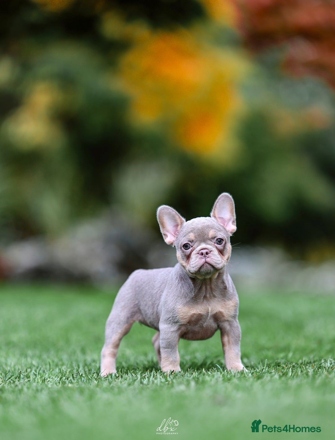 French Bulldog dogs for sale: 4 FRENCH BULLDOG GIRLS AVAILABLE  - Image 2