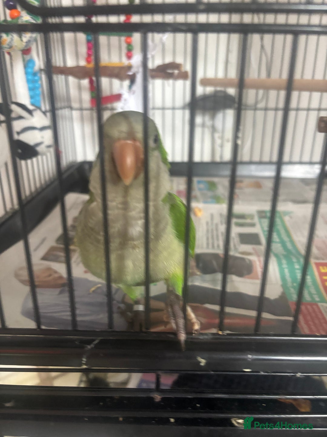 Parakeets birds for sale: Quaker monk parakeet - Image 3