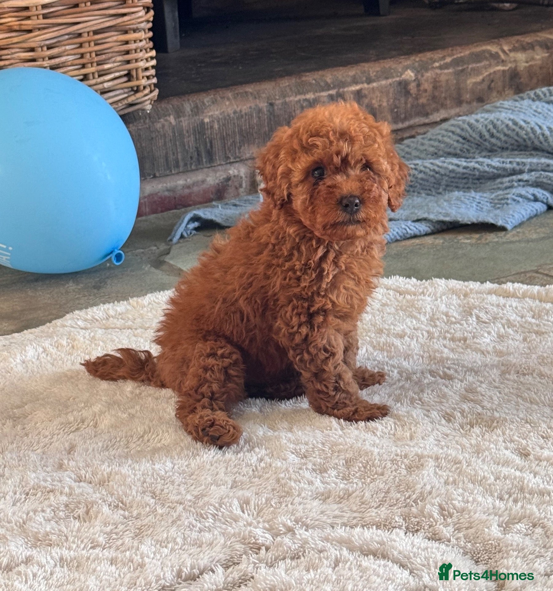 Cavapoo dogs Last 2 deep red cavapoos  - Advert 2