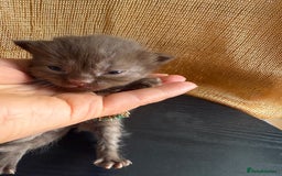 British Shorthair cats for sale: Cat with 6 kittens  - Image 12