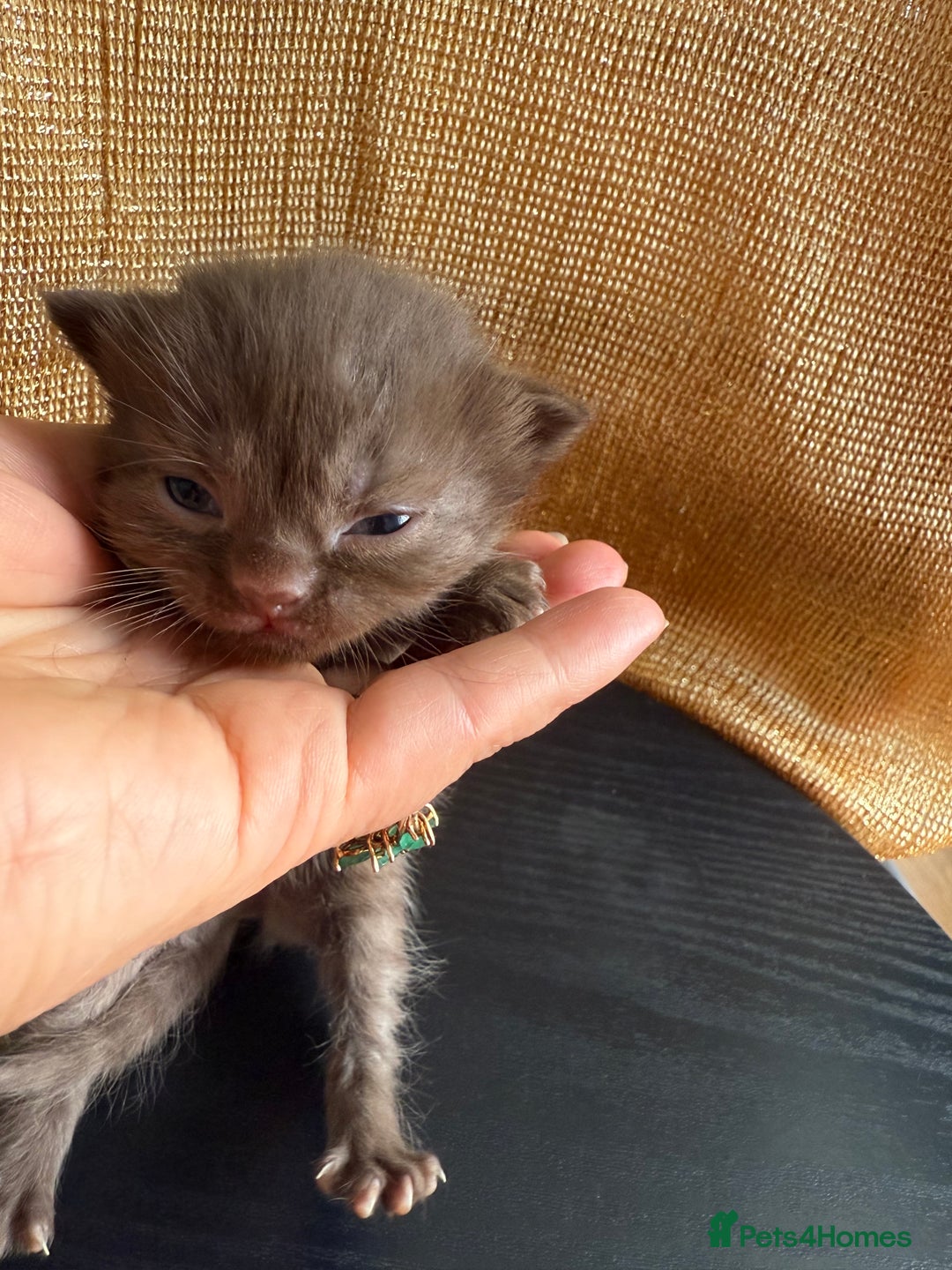 British Shorthair cats for sale: Cat with 6 kittens  - Image 12