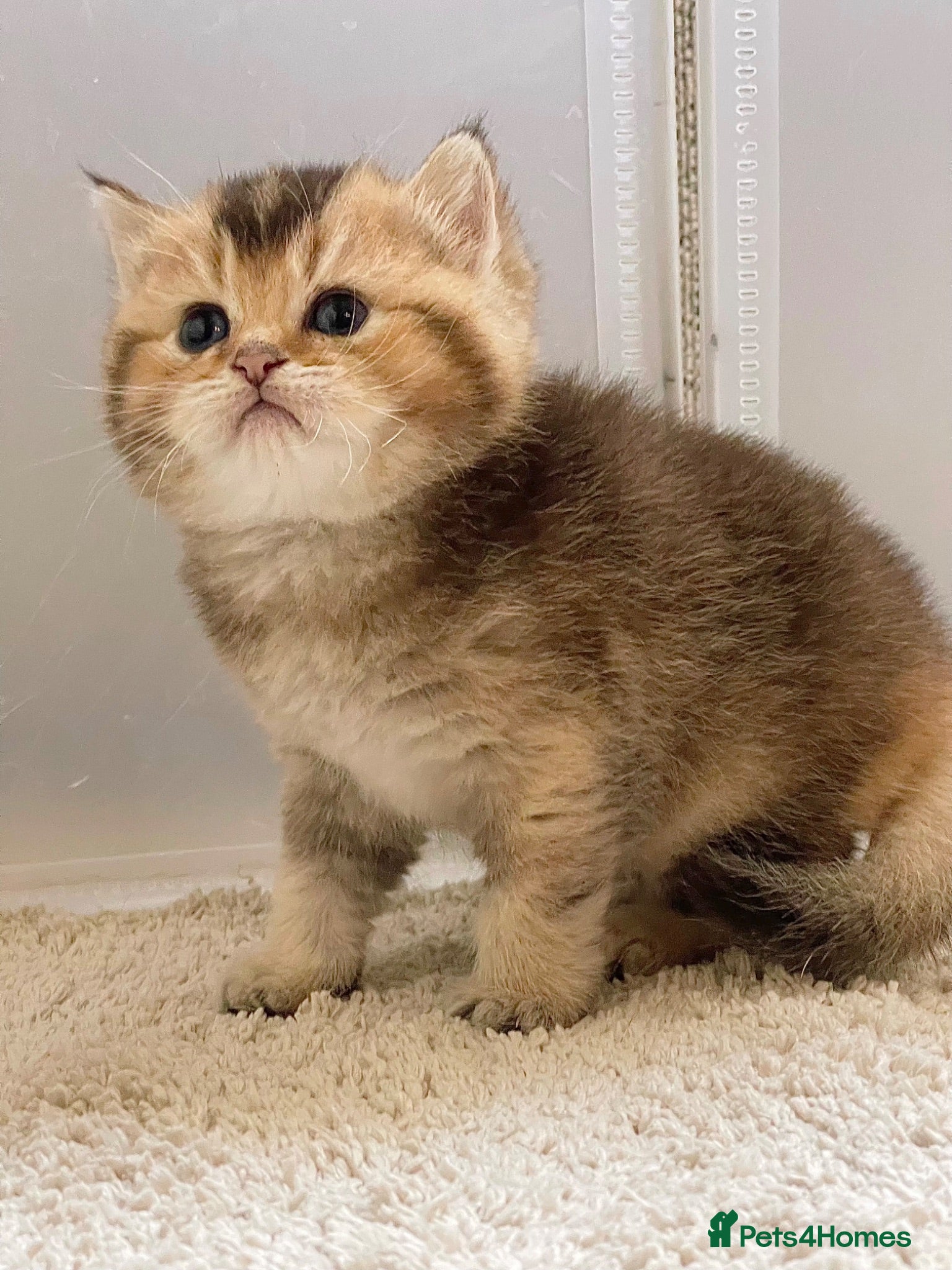 British Shorthair cats 💙Golden BSH kitten 💙 - Advert 1