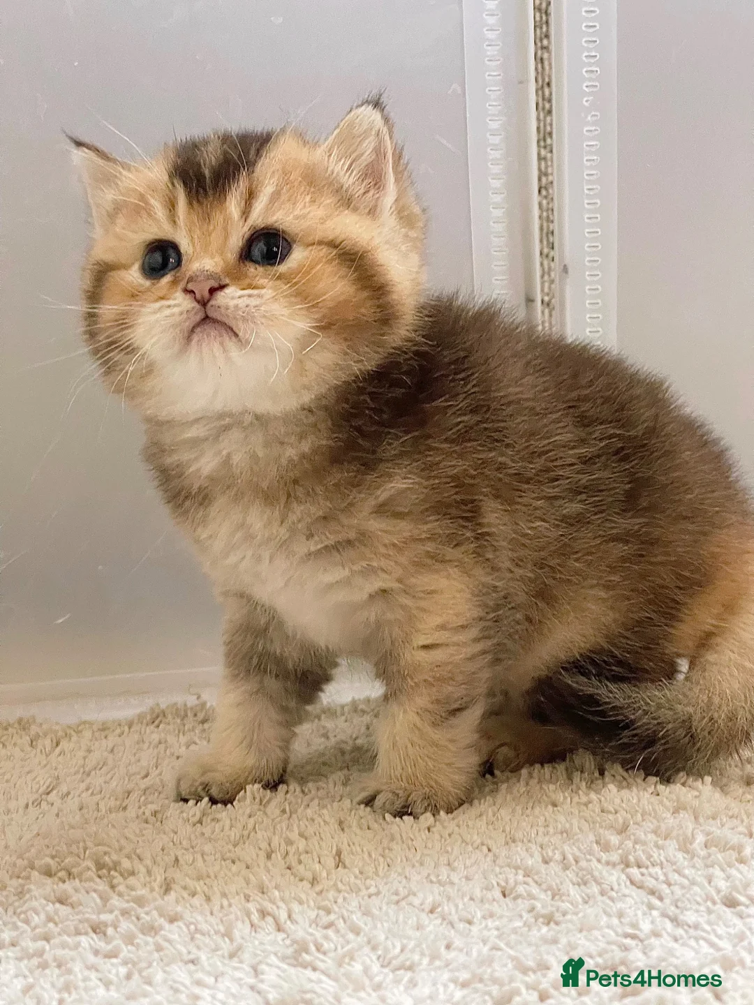 British Shorthair cats for sale: 💙Golden BSH kitten 💙 - Advert 1
