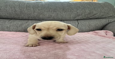 Miniature Dachshund dogs - Advert 5