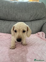 Miniature Dachshund dogs - Advert 5