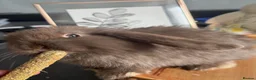 Mini Lop rabbits for sale: Pure Breed Mini Lop Babies Ready to Reserve - Advert 5