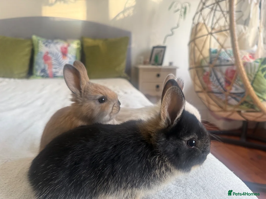 Netherland Dwarf rabbits for sale: Pure Netherland dwarf bunnies  in London - Advert 17
